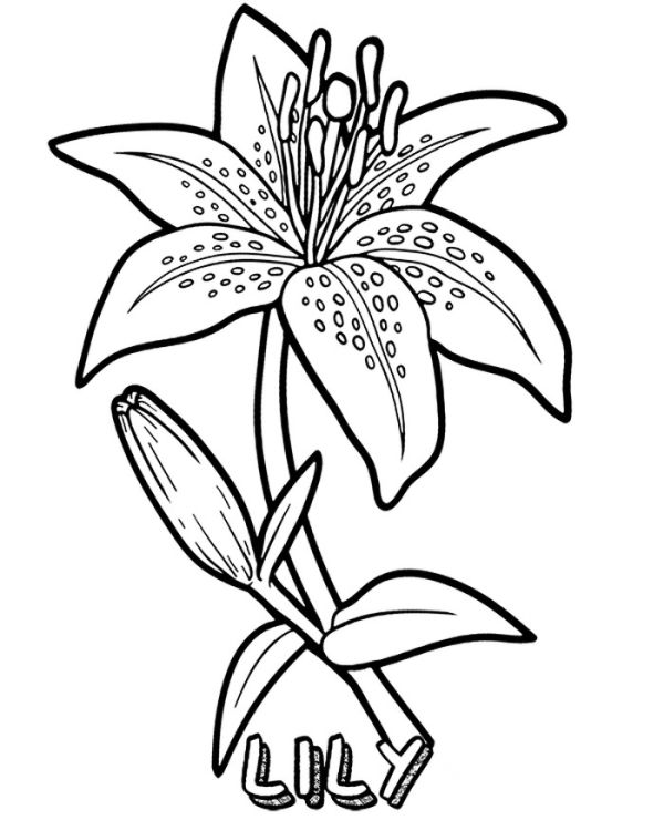 tiger lily coloring pages