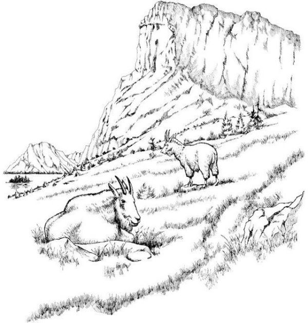 realistic-mountains-and-goat-coloring-page
