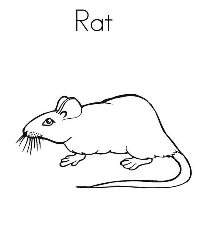 Rat Animal Coloring Pages