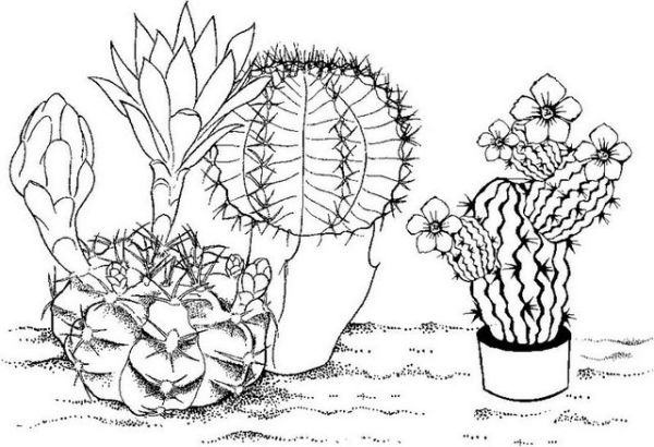 Real Cactus Desert Coloring Page