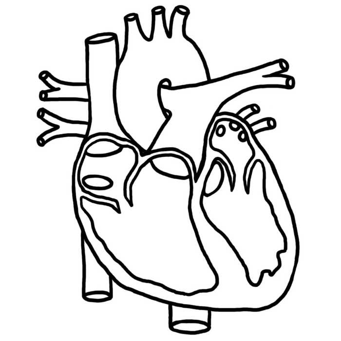 Real Human Heart Coloring Page