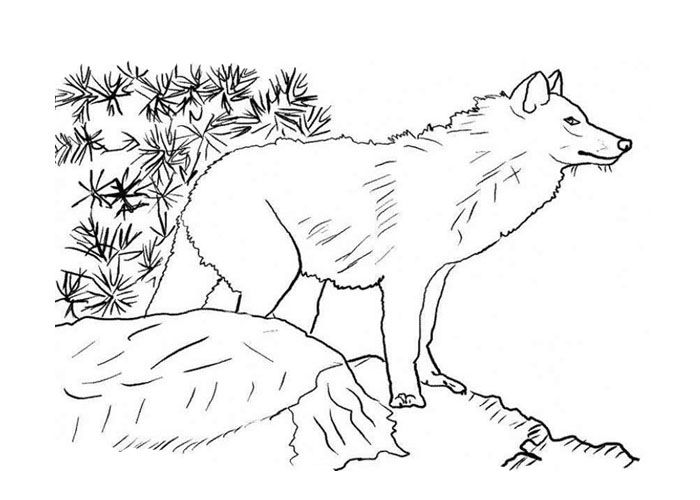 Realistic Coloring Pages Of Wolves