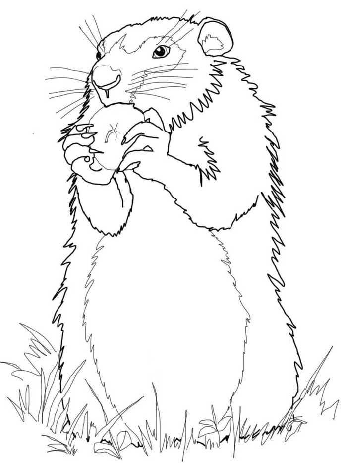 Realistic Groundhog Coloring Page