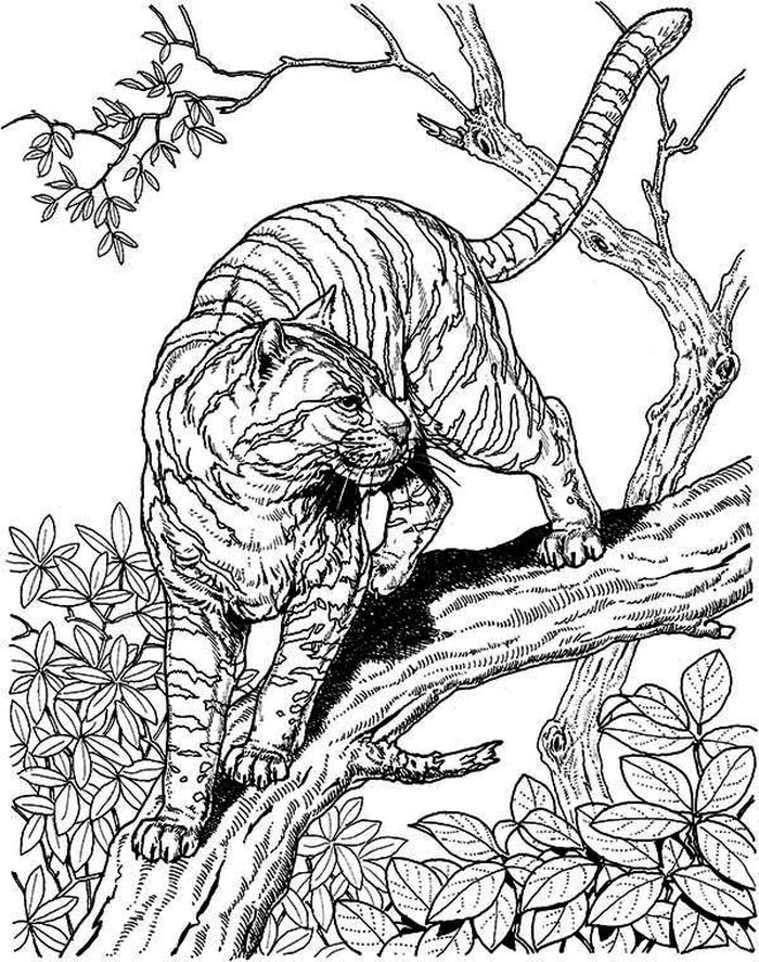 Realistic Leopard Coloring Pages