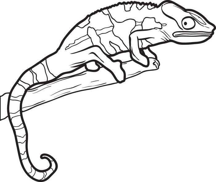 Realistic Lizard Coloring Pages