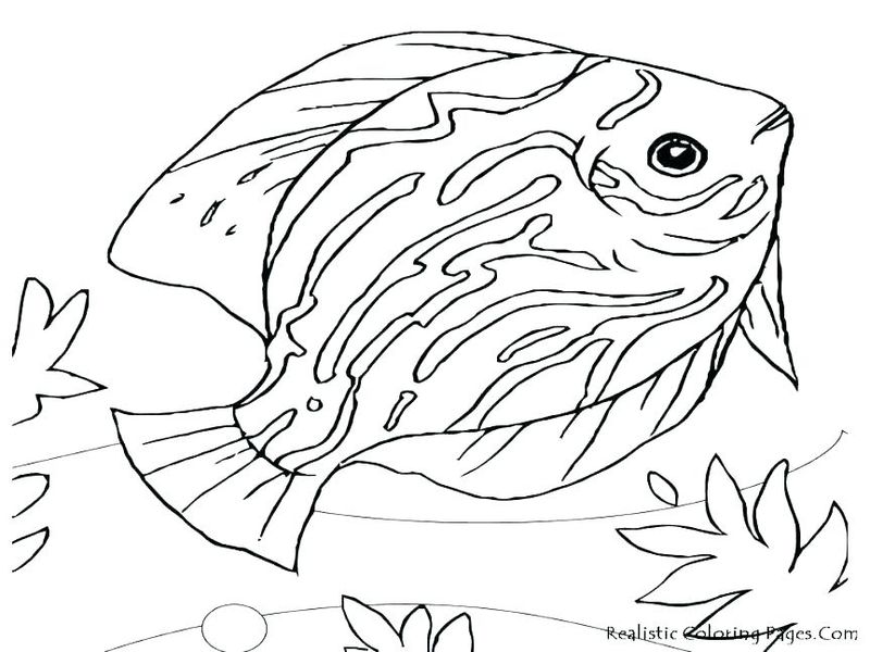 Realistic Ocean Animals Coloring Pages