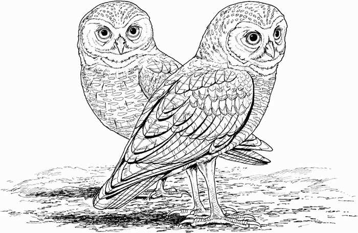 Realistic Owls Coloring Page