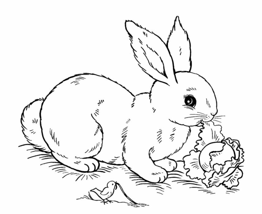 Printable Rabbit Coloring Pages PDF - Coloringfolder.com