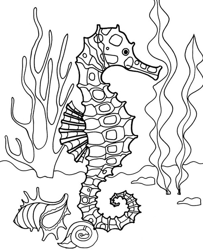 Realistic Seahorse Coloring Pages
