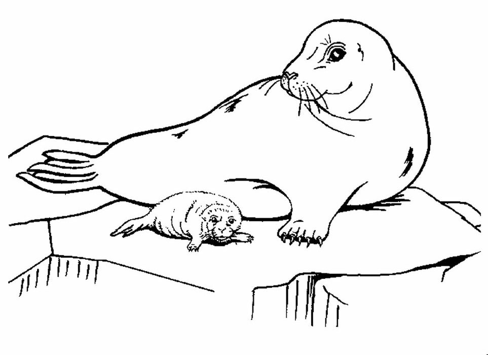 Realistic Seal Coloring Pages