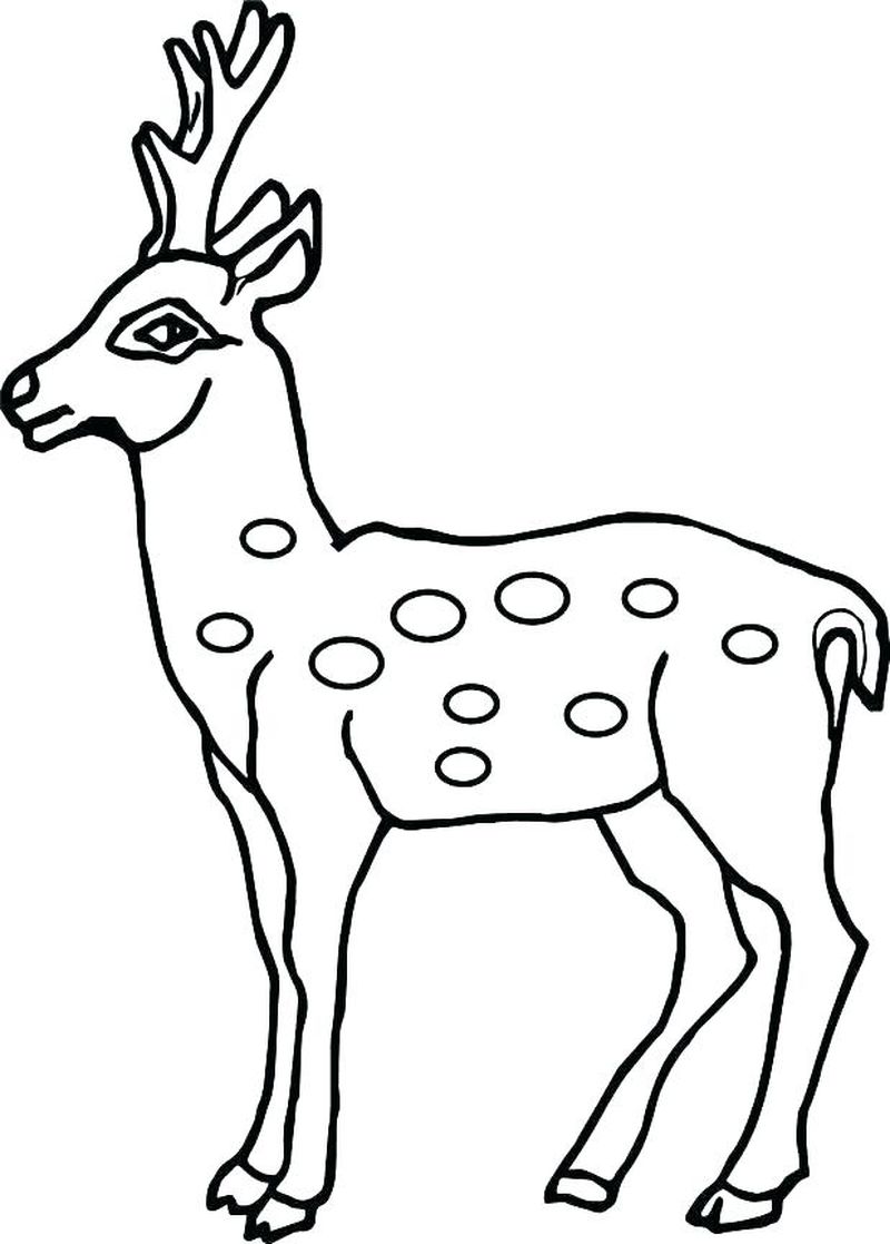 Reindeer Coloring Pages Free