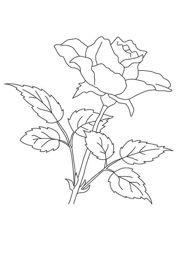 Rose Flowers Coloring Pages