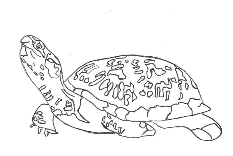 Sea Turtle Coloring Pages For Kids