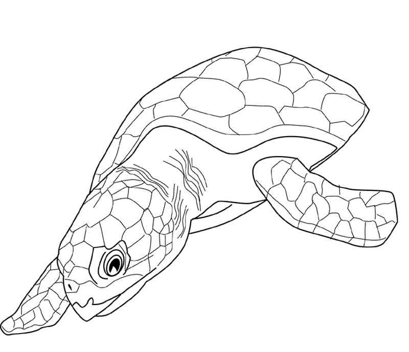 Sea Turtle Coloring Pages Printable