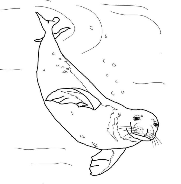 Seal Coloring Pages Black And White
