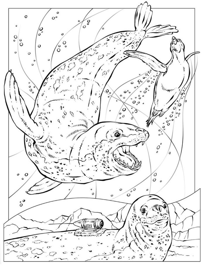 Seal Coloring Pages For Adults