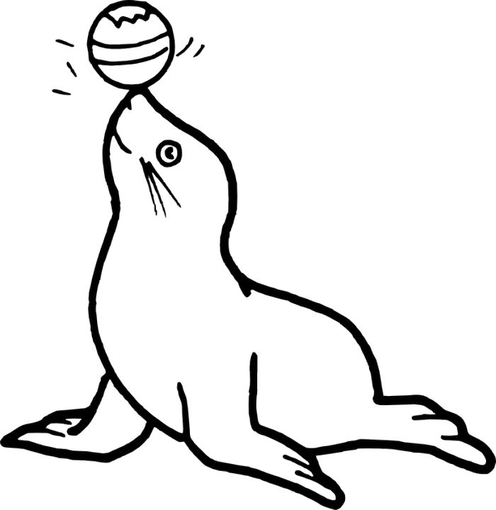 Seal Coloring Pages