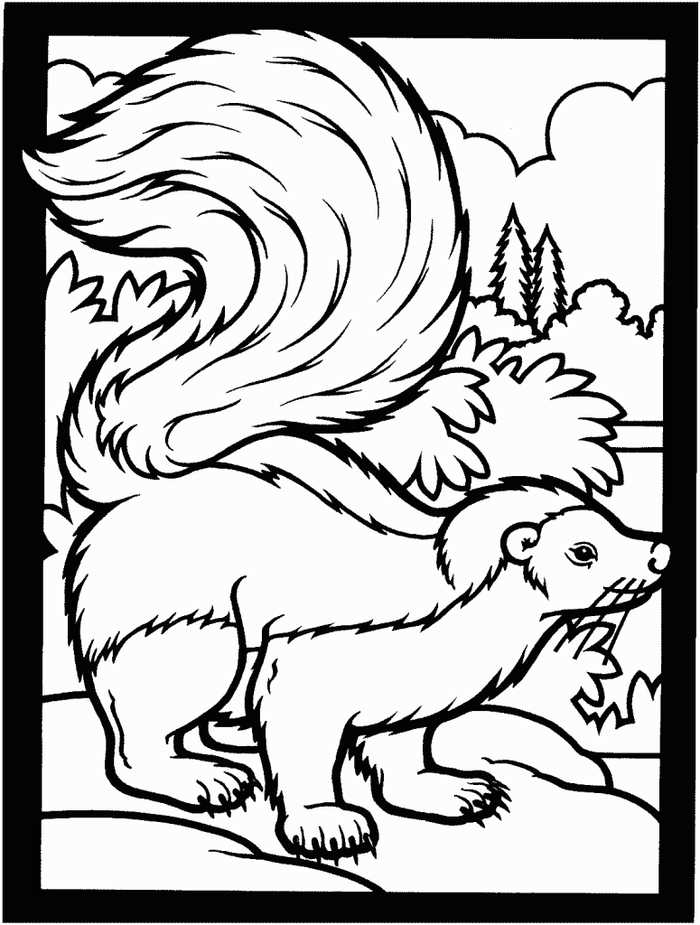 Skunk Animal Coloring Pages