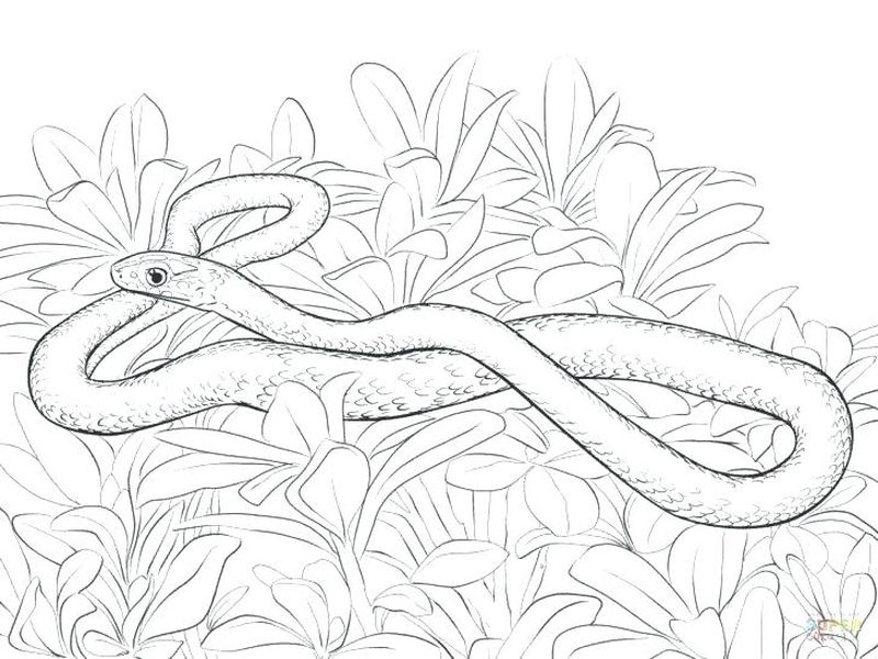 Snake Coloring Pages Printable Free