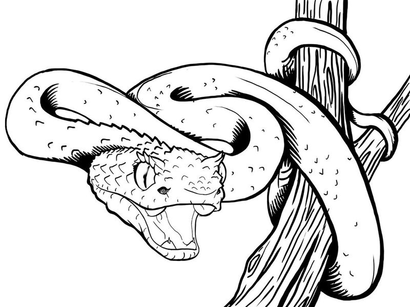 Snake Coloring Pages PDF Printable - Coloringfolder.com