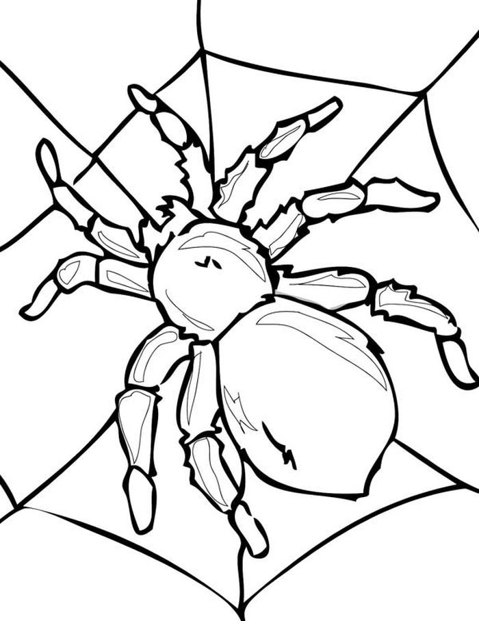 Spider Coloring Pages Free