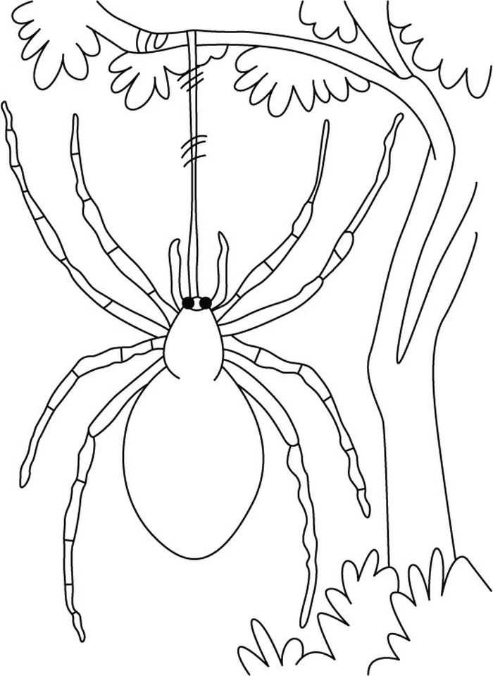 Spider Coloring Pages Online