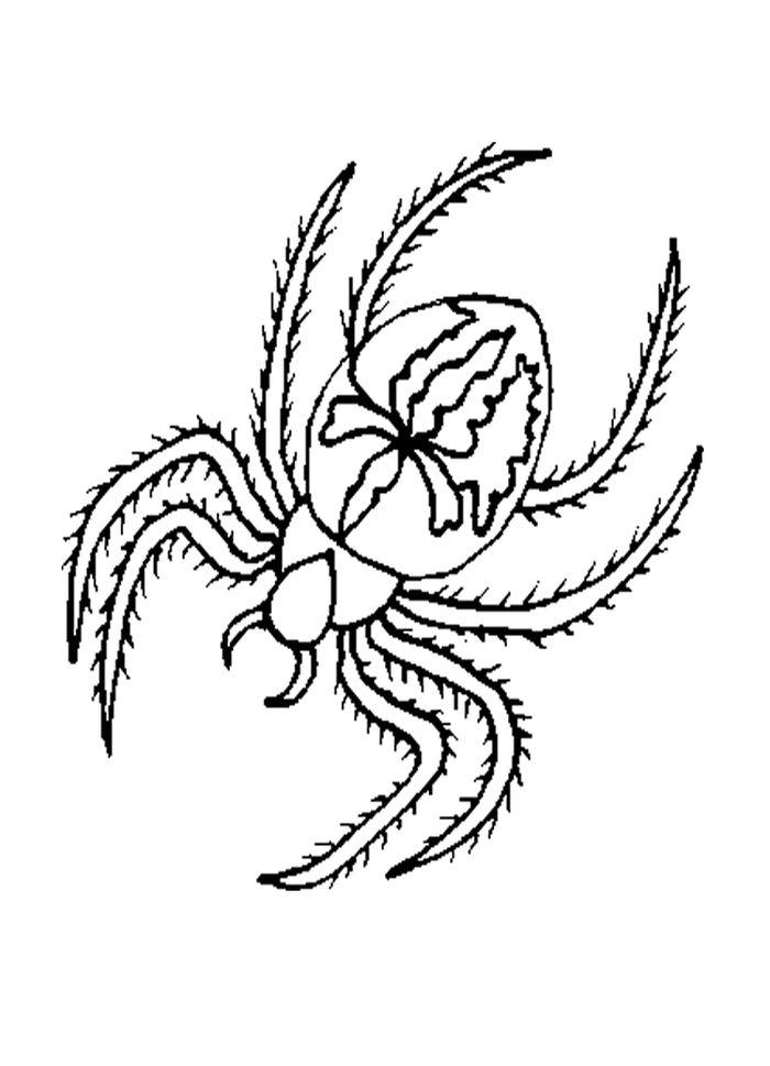 Spider Coloring Pages