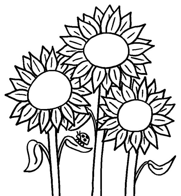 Spring sunflower flower coloring pages