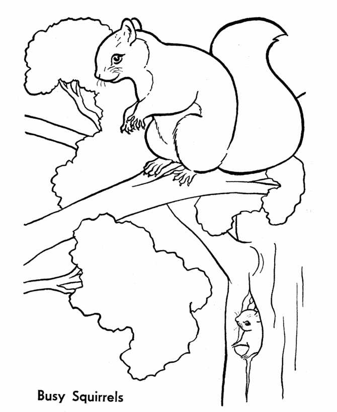 Squirrel Animal Coloring Pages