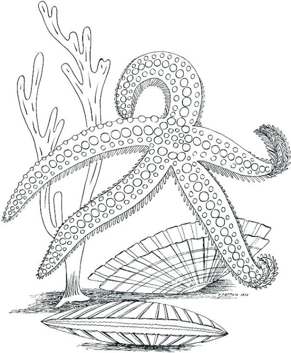 Starfish Ocean Coloring Page