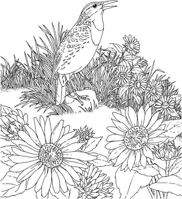 Sunflower Coloring Pages To Print