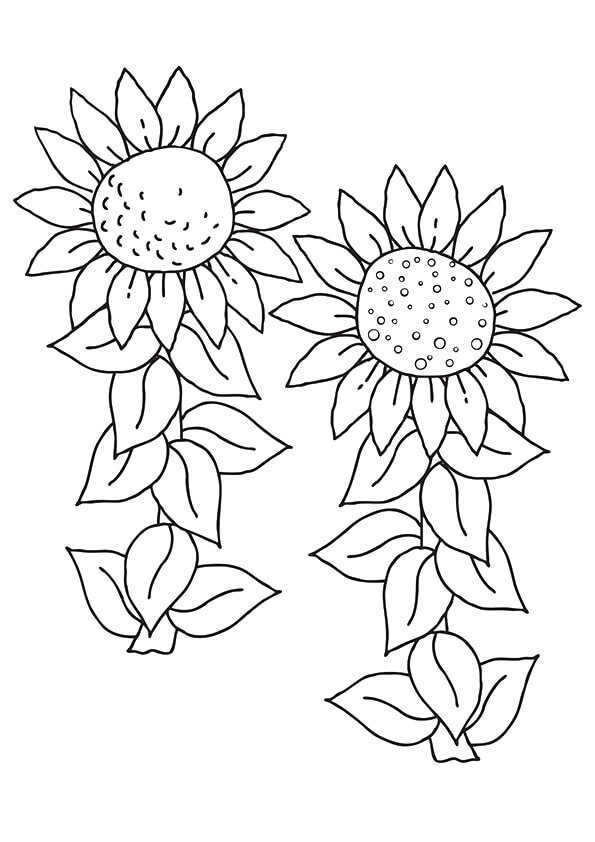 Sunflower Flowers Coloring Pages