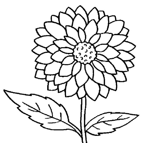 Sunflower flower coloring pages