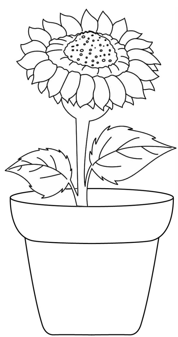 Sunflower growing in a pot coloring page