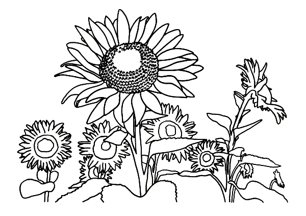 Sunflower nature coloring pages