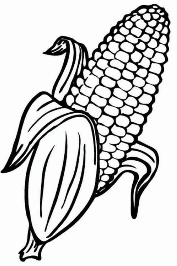 Sweet corn coloring page design