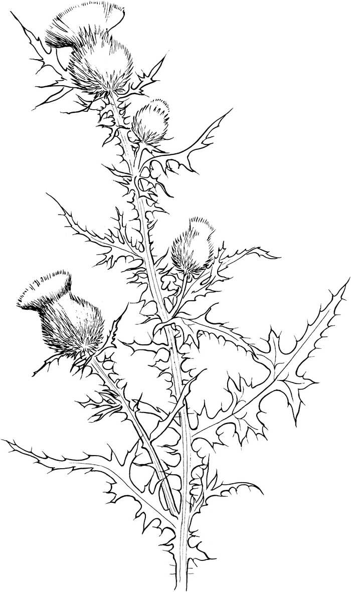 Thistle Flowers Coloring Pages
