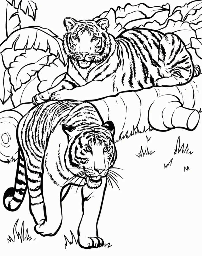 Tiger Animal Coloring Pages 1