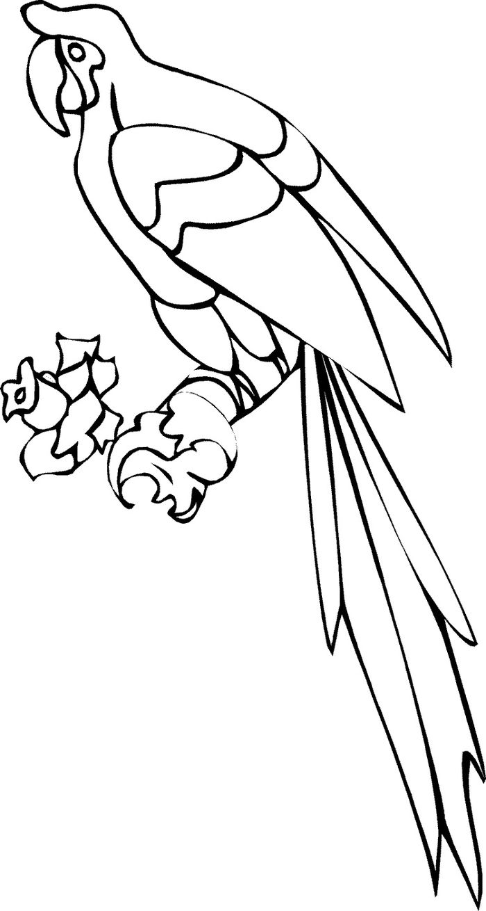 Transparent Parrot Coloring Pages