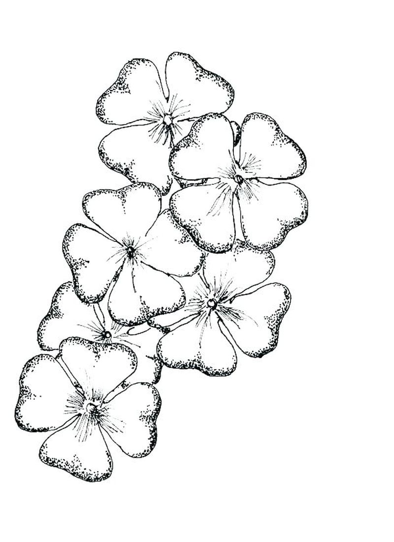 Trinity Shamrock Coloring Page