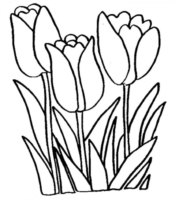 Tulip Coloring Pages Free Printable
