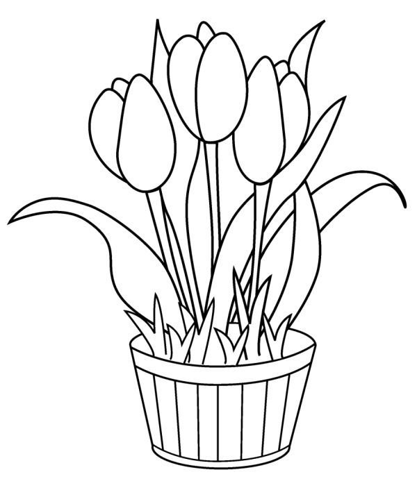 Tulip Coloring Pages Printable
