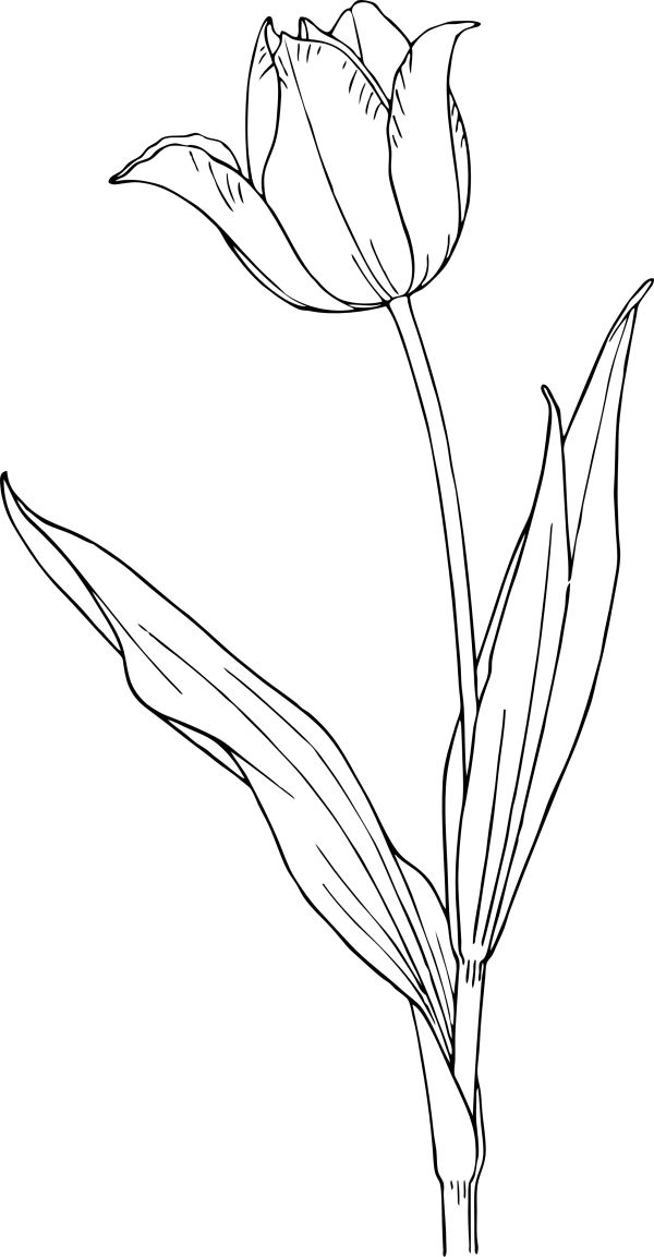 Tulip Flower Coloring Pages