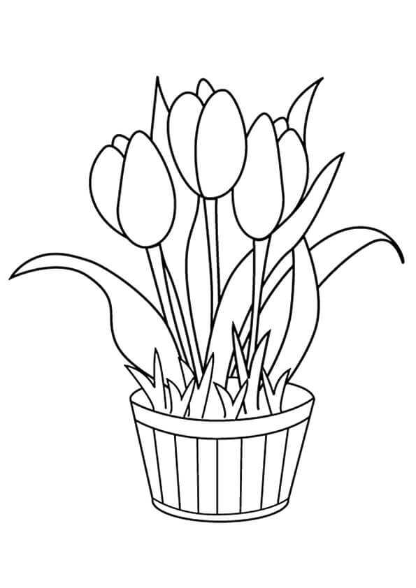 Tulip Flowers Coloring Pages