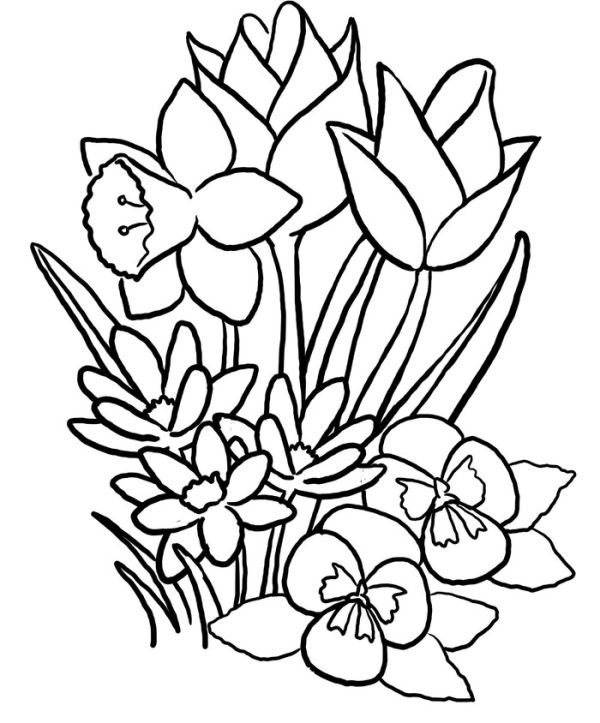 Tulips flower spring coloring pages