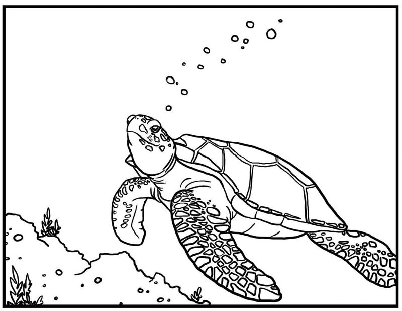 Turtle Coloring Pages Images