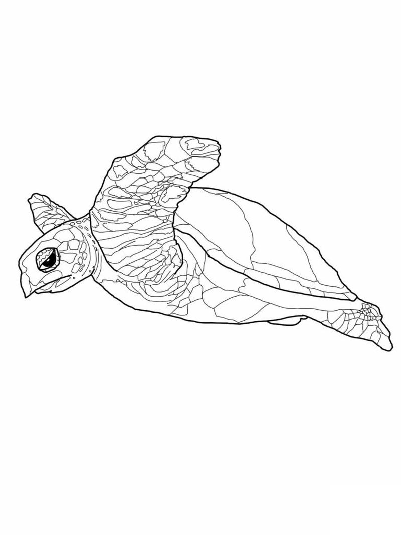 Turtle Coloring Pages Pictures
