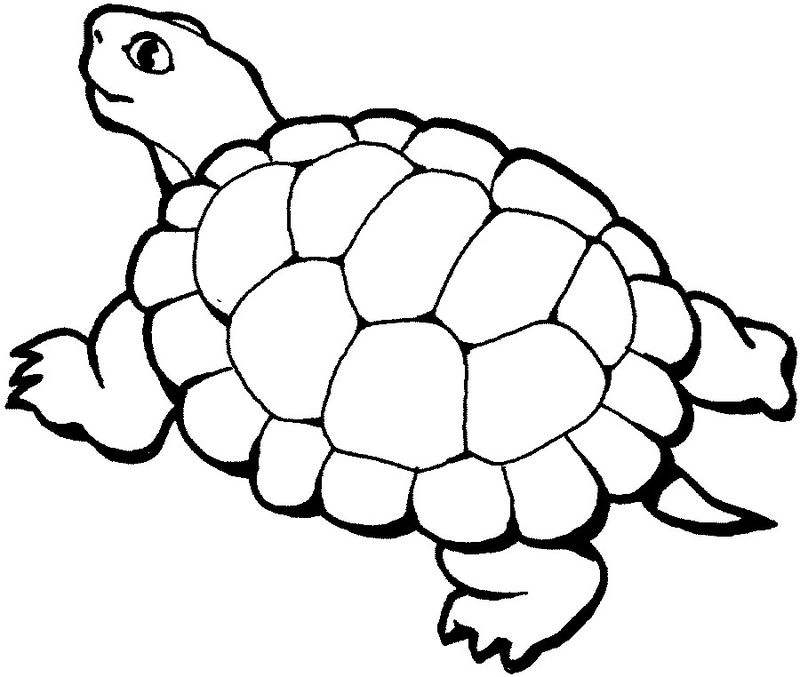 Turtles Coloring Pages