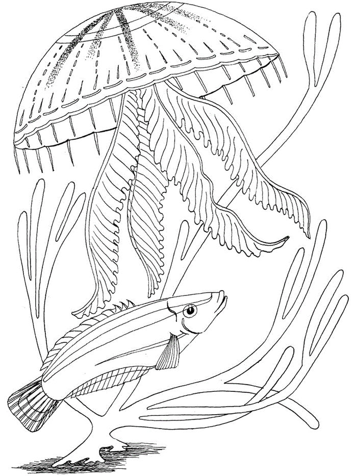 Under The Sea Animals Realustic Coloring Pages