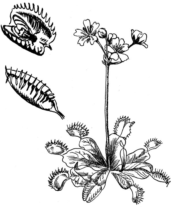 Free Venus Flytrap Coloring Pages Printable Pdf Coloringfolder The Best Porn Website